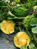 Yellow Round Watermelon Seeds – 20 Seeds (Super Sweet Hybrid)