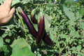 Purple Long Eggplant Seeds (300 Seeds) – High-Yield, Tender Variety for Home & Farm Growing