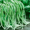 Dwarf Long Green Beans Seeds – 30 Seeds | High-Yield, Easy-to-Grow Vegetable