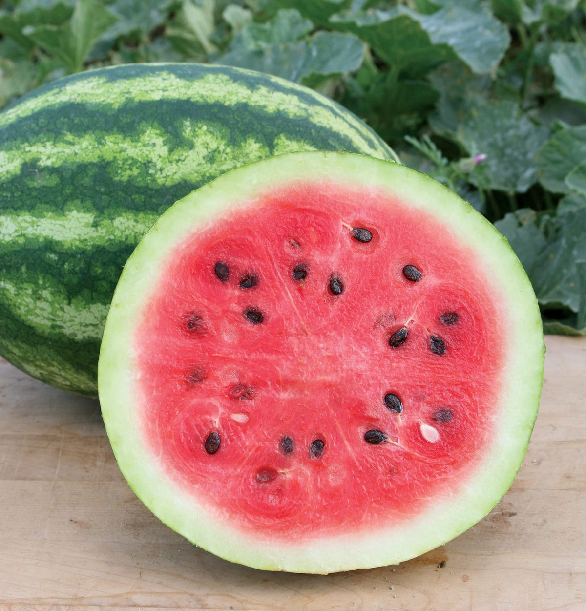 Round Sweet Watermelon Seeds – 15 pcs (Repacked) | Fast Growing, High ...
