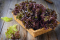 Purple Lettuce Vegetable Seeds – 1000 Premium Seeds | Crisp, Tender, Non-GMO