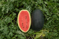 Black Beauty Watermelon Seeds – 30 Heirloom-Quality Seeds for Juicy Melons