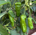 Sweet Shishito Pepper Seeds – 100 Premium Non-GMO Seeds | Mild, Tender, and Flavorful