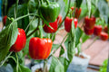 Red Bell Pepper Seeds 100pcs Repacked – Fast Growing, High Yield, Easy to Grow Vegetable Seeds