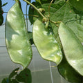 Green Hyacinth Bean Seeds 5 PCS | Climbing Vegetable | Fast Growing | High Yield Garden Seeds