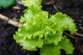Italian Lettuce Vegetable Seeds – 2000 Premium Seeds | Crisp, Mild, Non-GMO