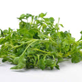 Premium Watercress Seeds 1000pcs – Healthy Leafy Vegetable for Home Growing