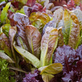 Red Romance Lettuce Vegetable Seeds – 1000 Premium Seeds | Crisp, Mild, Non-GMO