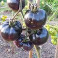 Black Big Tomato Seeds – 50 pcs (Repacked) | Fast Growing, High Yield, Easy to Grow