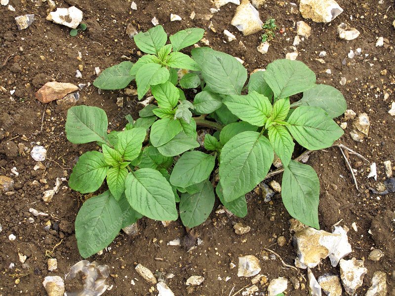 Green Amaranth Kulitis Seeds 2500pcs Repacked – Fast Growing, High Yie ...