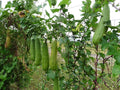 BIG Luffa “Patola” Seeds – 20pcs seeds | Malalaking Sponge Gourd, Masarap at Madaling Itanim
