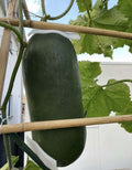 Black Winter Melon 20 Seeds