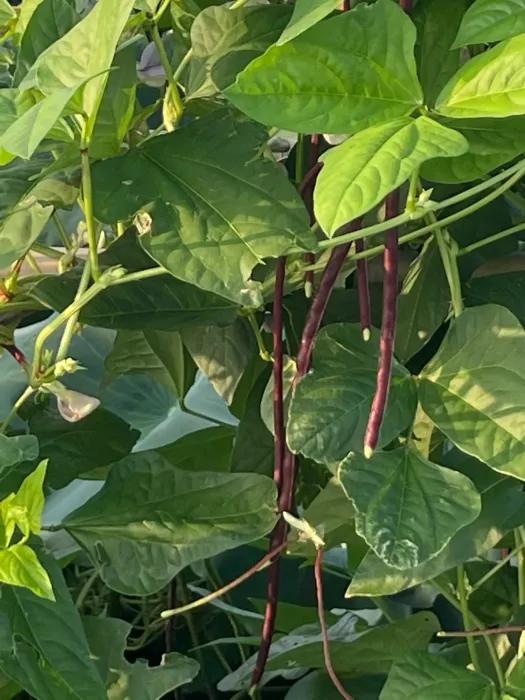 Dwarf Long Red Beans Seeds – 30 Seeds | High-Yield, Tender & Crisp ...