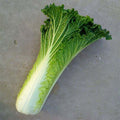 Premium Tianjin Cabbage 1500 Seeds