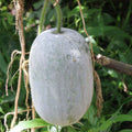 Premium Pink Winter Melon 20 Seeds