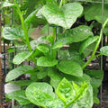 Premium Pack Big Green Leaf Alugbati (Malabar Spinach) Seeds – 150 High-Quality Seeds