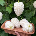 White Apple Ampalaya Seeds 5 PCS | Rare Round Bitter Gourd | Easy to Grow | High Yield Vegetable