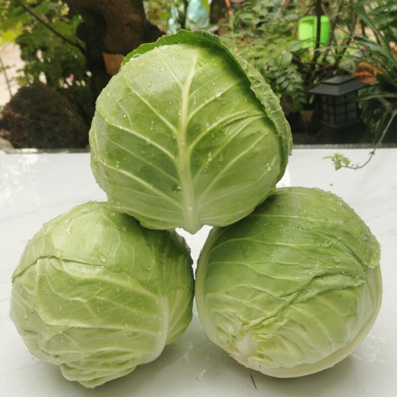 Repolyo Color Repolyo Green Seeds 300 PCS | Cabbage Vegetable | Fast Growing | Home ...