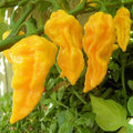 Yellow Habanero Chili Seeds (50pcs) - High-Yield Hot Pepper Seeds for Home Gardening