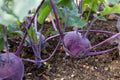 Kohlrabi Vegetable Seeds – 500 High-Quality Seeds for Fast-Growing, Crisp & Nutritious Harvests
