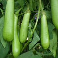Green Long Eggplant Seeds – 100 Seeds | Non-GMO, High-Yield, Fast-Growing