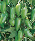 Classic Jalapeño Pepper Seeds – 100 Non-GMO Seeds | Perfect for Pickling & Cooking