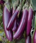 Premium Purple Eggplant Seeds – 200 Non-GMO Seeds | Tender, High-Producing Plants