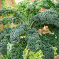 Healthy Kale Vegetable Seeds – 100 Premium Quality Non-GMO Seeds