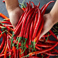 Long Red Chili Pepper Seeds – 200 Pcs | Very Hot, Easy to Grow