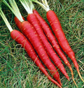 Atomic Red Carrot Seeds 300pcs Repacked – Fast Growing, High Yield, Easy to Grow Root Vegetable Seeds