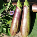 Bamboo Eggplant Seeds 150pcs Repacked – Fast Growing, High Yiel