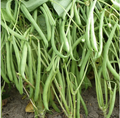 Safflower Green Short Bean Seeds – 30 Seeds | Crisp, High-Yield Vegetable