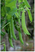 Sitsaro Snow Peas Seeds – 30 Seeds | Crisp, Sweet, High-Yield Vegetable
