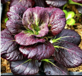 Purple Pechay Seeds – 800 Seeds | Vibrant, Crisp, High-Yield Variety