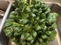 Green Rosette Tatsoi Seeds – 500 Seeds | Crisp, Tender, High-Yield Leafy Vegetable