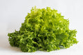 Chicory Lettuce Seeds – 2,000 pcs (Repacked) | Fast Growing, High Yield, Easy to Grow