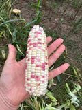 Sweet Glutinous Bi-Color Corn Seeds – 40 Seeds