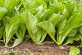 Mustasa Seeds – 500 pcs (Repacked) | Fast Growing | High Yield | Easy to Grow | Mustard Greens