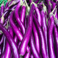 Ping Tung Eggplant Seeds 50pcs Repacked – Fast Growing, High Yield