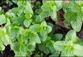 Mint Herb Seeds (900 Seeds) – Natural, Aromatic Variety for Tea, Cooking & Home Gardens