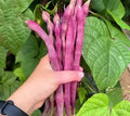 Purple Wax Bean Seeds – 20 pcs (Repacked) | Fast Growing | High Yield | Easy to Grow | Climbing Beans