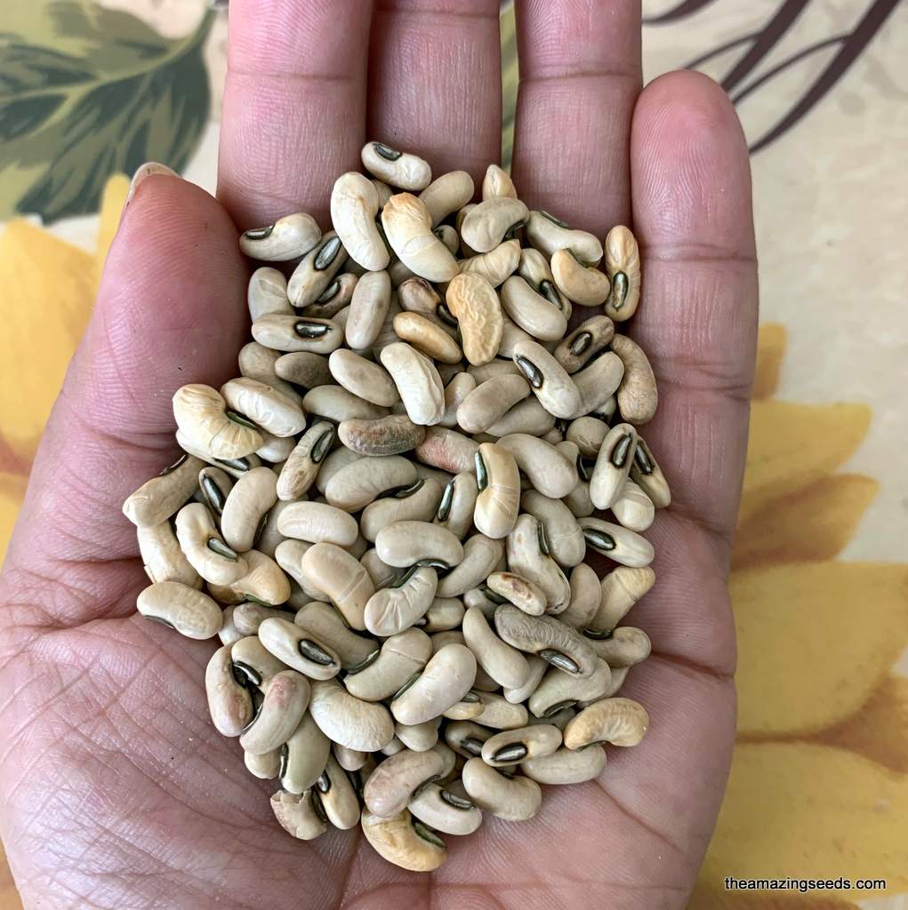 Hybrid Leopard Cowpea (Long Beans) Seeds – 20 pcs (Repacked) | Fast Gr ...