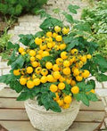 Yellow Cherry Tomato Seeds (100 Seeds) – Sweet, Compact Potted Variety for Small Spaces