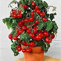 Premium Cherry Millennial Tomato Seeds (100 Seeds) – Sweet, Juicy, Easy to Grow