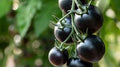 Black Cherry Tomato Seeds (100 Seeds) – Sweet, Juicy Heirloom Variety for Home Gardens