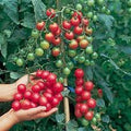 Sweet Cherry Millennial Tomato Seeds – 80 Premium Seeds for Vibrant, Flavorful Harvests!