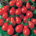 Heirloom Red Pear Cherry Tomato Seeds (100 Seeds) – Perfect for Home Gardens