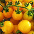 Yellow Virgin Cherry Tomato Seeds – 100 Premium Seeds for Sweet, Golden Harvests!
