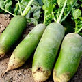 Green Radish (Labanos) Vegetable Seeds – 300 Seeds | Crisp, Fast-Growing, High-Yield Variety