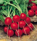 Cherry Belle Radish Vegetable Seeds – 300 Seeds | Fast-Growing, Crisp & Sweet Red Radish Variety